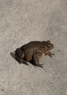 <i class='fa fa-user'></i>&nbsp;HenK5&nbsp;|  Gewone Pad&nbsp; <i class='fa fa-eye'>&nbsp;54</i> &nbsp; <i class='fa fa-comment-o'>&nbsp;1</i>