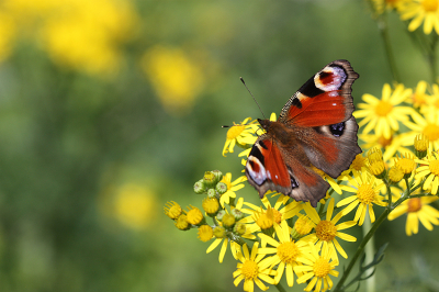 <i class='fa fa-user'></i>&nbsp;Paul Vandebroek&nbsp;|  Dagpauwoog&nbsp; <i class='fa fa-eye'>&nbsp;54</i> &nbsp; <i class='fa fa-comment-o'>&nbsp;3</i>