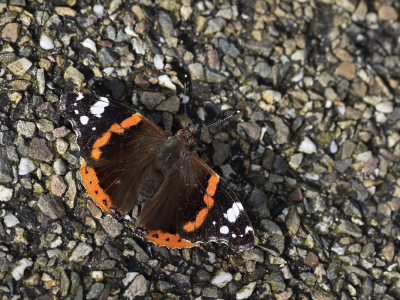 <i class='fa fa-user'></i>&nbsp;Ad Sprang&nbsp;|  Atalanta&nbsp; <i class='fa fa-eye'>&nbsp;46</i> &nbsp; <i class='fa fa-comment-o'>&nbsp;2</i>