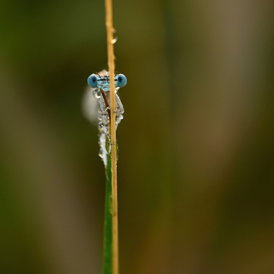 <i class='fa fa-user'></i>&nbsp;Eric Gibcus&nbsp;|  Blauwe Breedscheenjuffer&nbsp; <i class='fa fa-eye'>&nbsp;75</i> &nbsp;<i class='fa fa-thumbs-up'>&nbsp;1</i> &nbsp; <i class='fa fa-comment-o'>&nbsp;1</i>