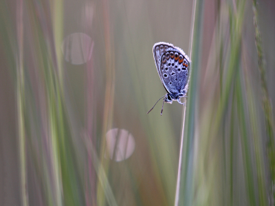 <i class='fa fa-user'></i>&nbsp;Pieter  LJ&nbsp;|  Heideblauwtje&nbsp; <i class='fa fa-eye'>&nbsp;72</i> &nbsp;<i class='fa fa-thumbs-up'>&nbsp;4</i> &nbsp; <i class='fa fa-comment-o'>&nbsp;3</i>