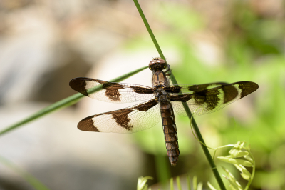 <i class='fa fa-user'></i>&nbsp;Jan Luit&nbsp;| &nbsp; <i class='fa fa-eye'>&nbsp;78</i> &nbsp; <i class='fa fa-comment-o'>&nbsp;1</i>