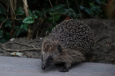 <i class='fa fa-user'></i>&nbsp;nelappelmelk&nbsp;|  Egel&nbsp; <i class='fa fa-eye'>&nbsp;86</i> &nbsp; <i class='fa fa-comment-o'>&nbsp;9</i>