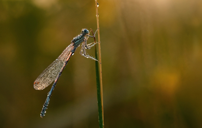 <i class='fa fa-user'></i>&nbsp;Eric Gibcus&nbsp;|  Blauwe Breedscheenjuffer&nbsp; <i class='fa fa-eye'>&nbsp;58</i> &nbsp;<i class='fa fa-thumbs-up'>&nbsp;3</i> &nbsp; <i class='fa fa-comment-o'>&nbsp;4</i>