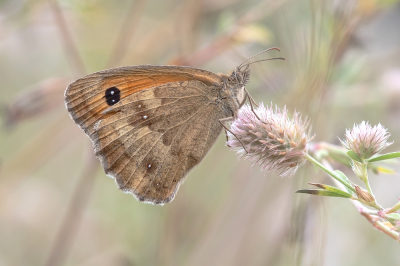 <i class='fa fa-user'></i>&nbsp;Johan van Gurp&nbsp;|  Oranje Zandoogje&nbsp; <i class='fa fa-eye'>&nbsp;63</i> &nbsp;<i class='fa fa-thumbs-up'>&nbsp;8</i> &nbsp; <i class='fa fa-comment-o'>&nbsp;3</i>