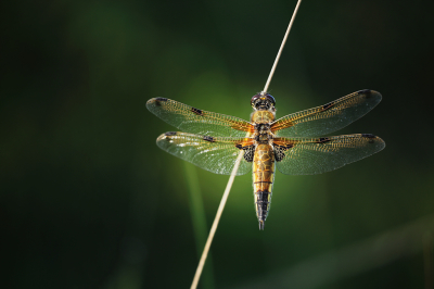 <i class='fa fa-user'></i>&nbsp;Pieter  LJ&nbsp;|  Viervlek&nbsp; <i class='fa fa-eye'>&nbsp;92</i> &nbsp;<i class='fa fa-thumbs-up'>&nbsp;9</i> &nbsp; <i class='fa fa-comment-o'>&nbsp;5</i>