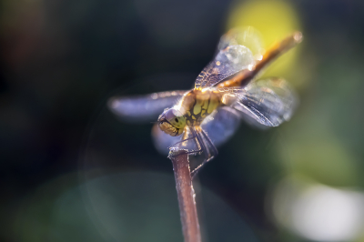 <i class='fa fa-user'></i>&nbsp;Niek Goossen&nbsp;|  Bruinrode Heidelibel&nbsp; <i class='fa fa-eye'>&nbsp;62</i> &nbsp;<i class='fa fa-thumbs-up'>&nbsp;1</i> &nbsp; <i class='fa fa-comment-o'>&nbsp;2</i>