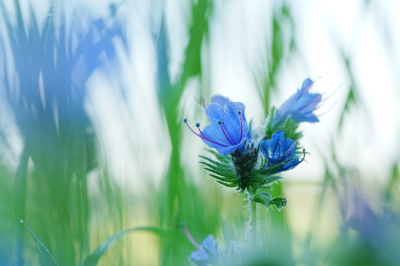 <i class='fa fa-user'></i>&nbsp;hesterb&nbsp;|  Slangenkruid&nbsp; <i class='fa fa-eye'>&nbsp;84</i> &nbsp;<i class='fa fa-thumbs-up'>&nbsp;5</i> &nbsp; <i class='fa fa-comment-o'>&nbsp;7</i>