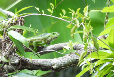 <i class='fa fa-user'></i>&nbsp;Jovanzo&nbsp;|  Groene Leguaan&nbsp; <i class='fa fa-eye'>&nbsp;79</i> &nbsp;<i class='fa fa-thumbs-up'>&nbsp;1</i> &nbsp; <i class='fa fa-comment-o'>&nbsp;5</i>