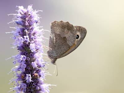 <i class='fa fa-user'></i>&nbsp;Erjan Averesch&nbsp;|  Bruin Zandoogje&nbsp; <i class='fa fa-eye'>&nbsp;50</i> &nbsp;<i class='fa fa-thumbs-up'>&nbsp;2</i> &nbsp; <i class='fa fa-comment-o'>&nbsp;5</i>