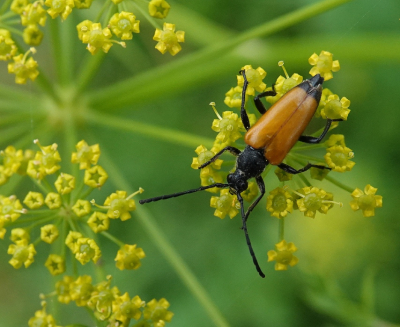 <i class='fa fa-user'></i>&nbsp;ko katsman&nbsp;|  Zwarttip-smalboktor&nbsp; <i class='fa fa-eye'>&nbsp;59</i> &nbsp;<i class='fa fa-thumbs-up'>&nbsp;1</i> &nbsp; <i class='fa fa-comment-o'>&nbsp;4</i>