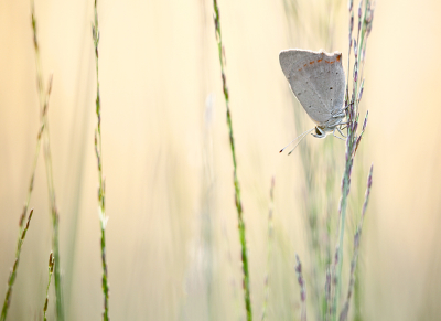 <i class='fa fa-user'></i>&nbsp;Pieter  LJ&nbsp;|  Kleine Vuurvlinder&nbsp; <i class='fa fa-eye'>&nbsp;79</i> &nbsp;<i class='fa fa-thumbs-up'>&nbsp;10</i> &nbsp; <i class='fa fa-comment-o'>&nbsp;5</i>