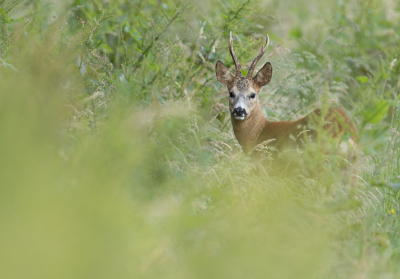 <i class='fa fa-user'></i>&nbsp;ErnovanDoorn&nbsp;|  Ree&nbsp; <i class='fa fa-eye'>&nbsp;65</i> &nbsp; <i class='fa fa-comment-o'>&nbsp;6</i>