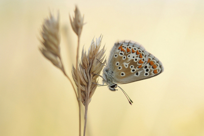 <i class='fa fa-user'></i>&nbsp;Nel R&nbsp;|  Bruin Blauwtje&nbsp; <i class='fa fa-eye'>&nbsp;67</i> &nbsp;<i class='fa fa-thumbs-up'>&nbsp;13</i> &nbsp; <i class='fa fa-comment-o'>&nbsp;10</i>