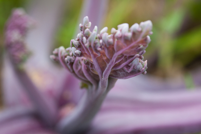 <i class='fa fa-user'></i>&nbsp;susan meijnders&nbsp;|  Zeekool&nbsp; <i class='fa fa-eye'>&nbsp;49</i> &nbsp;<i class='fa fa-thumbs-up'>&nbsp;1</i> &nbsp; <i class='fa fa-comment-o'>&nbsp;7</i>