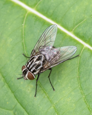 <i class='fa fa-user'></i>&nbsp;Johan van Gurp&nbsp;|  Echte Vlieg&nbsp; <i class='fa fa-eye'>&nbsp;34</i> &nbsp; <i class='fa fa-comment-o'>&nbsp;2</i>