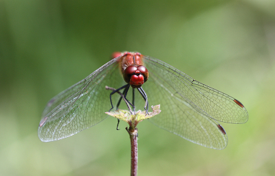 <i class='fa fa-user'></i>&nbsp;Paul Vandebroek&nbsp;|  Bloedrode Heidelibel&nbsp; <i class='fa fa-eye'>&nbsp;44</i> &nbsp;<i class='fa fa-thumbs-up'>&nbsp;1</i> &nbsp; <i class='fa fa-comment-o'>&nbsp;2</i>