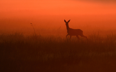 <i class='fa fa-user'></i>&nbsp;Eric Gibcus&nbsp;|  Ree&nbsp; <i class='fa fa-eye'>&nbsp;74</i> &nbsp;<i class='fa fa-thumbs-up'>&nbsp;3</i> &nbsp; <i class='fa fa-comment-o'>&nbsp;4</i>