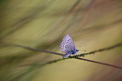 <i class='fa fa-user'></i>&nbsp;Pieter  LJ&nbsp;|  Heideblauwtje&nbsp; <i class='fa fa-eye'>&nbsp;62</i> &nbsp;<i class='fa fa-thumbs-up'>&nbsp;1</i> &nbsp; <i class='fa fa-comment-o'>&nbsp;4</i>