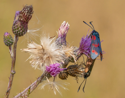 <i class='fa fa-user'></i>&nbsp;Tim Oord&nbsp;|  Sint-jansvlinder&nbsp; <i class='fa fa-eye'>&nbsp;43</i> &nbsp; <i class='fa fa-comment-o'>&nbsp;3</i>