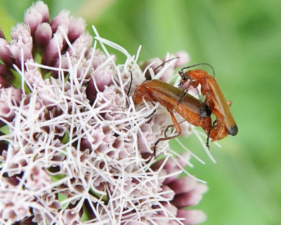 <i class='fa fa-user'></i>&nbsp;ko katsman&nbsp;|  Kleine Rode Weekschild&nbsp; <i class='fa fa-eye'>&nbsp;53</i> &nbsp; <i class='fa fa-comment-o'>&nbsp;2</i>