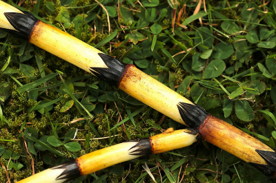 <i class='fa fa-user'></i>&nbsp;frbeuming&nbsp;|  Heermoes&nbsp; <i class='fa fa-eye'>&nbsp;60</i> &nbsp; <i class='fa fa-comment-o'>&nbsp;2</i>