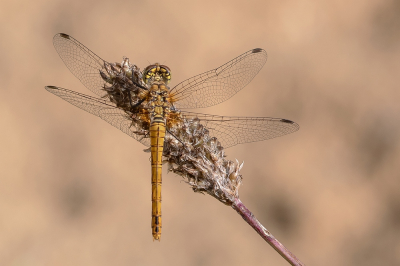 <i class='fa fa-user'></i>&nbsp;Johan van Gurp&nbsp;|  Bloedrode Heidelibel&nbsp; <i class='fa fa-eye'>&nbsp;41</i> &nbsp;<i class='fa fa-thumbs-up'>&nbsp;1</i> &nbsp; <i class='fa fa-comment-o'>&nbsp;2</i>
