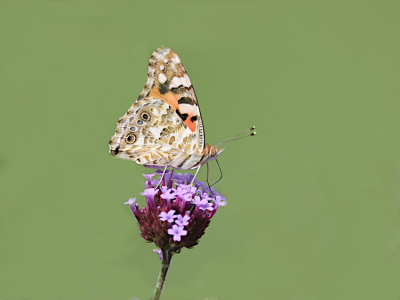 <i class='fa fa-user'></i>&nbsp;Erjan Averesch&nbsp;|  Distelvlinder&nbsp; <i class='fa fa-eye'>&nbsp;59</i> &nbsp;<i class='fa fa-thumbs-up'>&nbsp;2</i> &nbsp; <i class='fa fa-comment-o'>&nbsp;6</i>