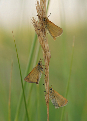 <i class='fa fa-user'></i>&nbsp;Nel R&nbsp;|  Zwartsprietdikkopje&nbsp; <i class='fa fa-eye'>&nbsp;73</i> &nbsp;<i class='fa fa-thumbs-up'>&nbsp;1</i> &nbsp; <i class='fa fa-comment-o'>&nbsp;4</i>