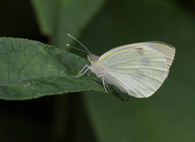 <i class='fa fa-user'></i>&nbsp;Ad Sprang&nbsp;|  Groot Koolwitje&nbsp; <i class='fa fa-eye'>&nbsp;50</i> &nbsp;<i class='fa fa-thumbs-up'>&nbsp;4</i> &nbsp; <i class='fa fa-comment-o'>&nbsp;4</i>