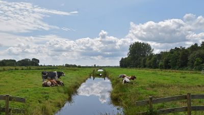 <i class='fa fa-user'></i>&nbsp;kooyammers&nbsp;|  Herkauwers&nbsp; <i class='fa fa-eye'>&nbsp;64</i> &nbsp;<i class='fa fa-thumbs-up'>&nbsp;4</i> &nbsp; <i class='fa fa-comment-o'>&nbsp;6</i>