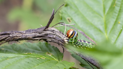 <i class='fa fa-user'></i>&nbsp;Martin Verbeeten&nbsp;|  Dennenpijlstaart&nbsp; <i class='fa fa-eye'>&nbsp;57</i> &nbsp; <i class='fa fa-comment-o'>&nbsp;1</i>