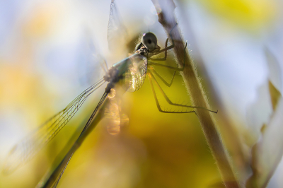 <i class='fa fa-user'></i>&nbsp;Niek Goossen&nbsp;|  Gewone Pantserjuffer&nbsp; <i class='fa fa-eye'>&nbsp;49</i> &nbsp; <i class='fa fa-comment-o'>&nbsp;2</i>