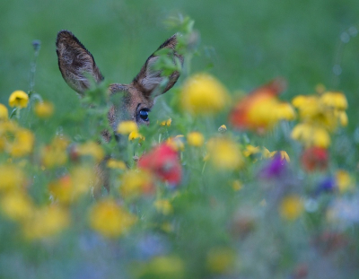 <i class='fa fa-user'></i>&nbsp;robert-jan&nbsp;|  Ree&nbsp; <i class='fa fa-eye'>&nbsp;79</i> &nbsp;<i class='fa fa-thumbs-up'>&nbsp;4</i> &nbsp; <i class='fa fa-comment-o'>&nbsp;5</i>