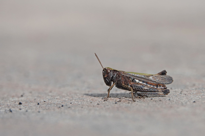 <i class='fa fa-user'></i>&nbsp;nelappelmelk&nbsp;|  Zwart Wekkertje&nbsp; <i class='fa fa-eye'>&nbsp;51</i> &nbsp; <i class='fa fa-comment-o'>&nbsp;7</i>