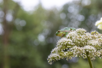 <i class='fa fa-user'></i>&nbsp;David&nbsp;|  Europese Boomkikker&nbsp; <i class='fa fa-eye'>&nbsp;75</i> &nbsp; <i class='fa fa-comment-o'>&nbsp;3</i>