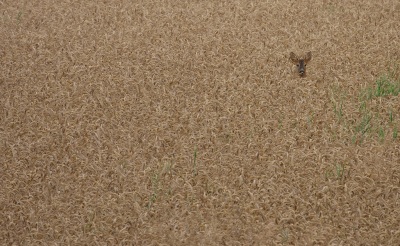 Nature picture: 2. Capreolus capreolus / Ree / Roe Deer
