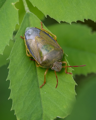 <i class='fa fa-user'></i>&nbsp;Johan van Gurp&nbsp;|  Bremschildwants&nbsp; <i class='fa fa-eye'>&nbsp;41</i> &nbsp; <i class='fa fa-comment-o'>&nbsp;3</i>