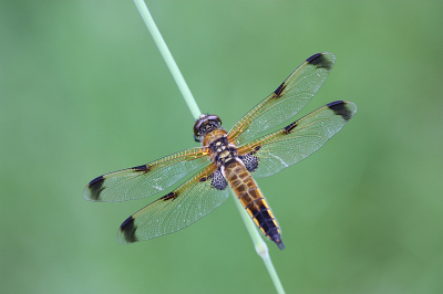 <i class='fa fa-user'></i>&nbsp;Paul Vandebroek&nbsp;|  Viervlek&nbsp; <i class='fa fa-eye'>&nbsp;45</i> &nbsp;<i class='fa fa-thumbs-up'>&nbsp;4</i> &nbsp; <i class='fa fa-comment-o'>&nbsp;6</i>