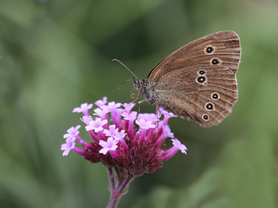 <i class='fa fa-user'></i>&nbsp;Erjan Averesch&nbsp;|  Koevinkje&nbsp; <i class='fa fa-eye'>&nbsp;54</i> &nbsp;<i class='fa fa-thumbs-up'>&nbsp;3</i> &nbsp; <i class='fa fa-comment-o'>&nbsp;3</i>