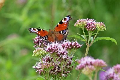 <i class='fa fa-user'></i>&nbsp;kooyammers&nbsp;|  Dagpauwoog&nbsp; <i class='fa fa-eye'>&nbsp;42</i> &nbsp;<i class='fa fa-thumbs-up'>&nbsp;3</i> &nbsp; <i class='fa fa-comment-o'>&nbsp;3</i>