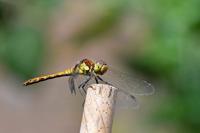 <i class='fa fa-user'></i>&nbsp;kooyammers&nbsp;|  Bruinrode Heidelibel&nbsp; <i class='fa fa-eye'>&nbsp;42</i> &nbsp;<i class='fa fa-thumbs-up'>&nbsp;1</i> &nbsp; <i class='fa fa-comment-o'>&nbsp;1</i>