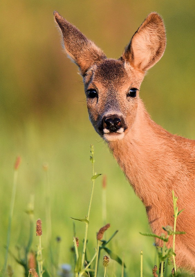 <i class='fa fa-user'></i>&nbsp;robert-jan&nbsp;|  Ree&nbsp; <i class='fa fa-eye'>&nbsp;58</i> &nbsp;<i class='fa fa-thumbs-up'>&nbsp;1</i> &nbsp; <i class='fa fa-comment-o'>&nbsp;1</i>