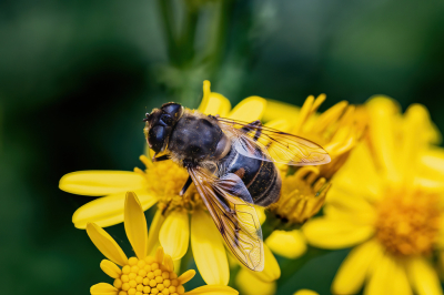 <i class='fa fa-user'></i>&nbsp;JohnSaxofoon&nbsp;|  Blinde Bij&nbsp; <i class='fa fa-eye'>&nbsp;38</i> &nbsp; <i class='fa fa-comment-o'>&nbsp;1</i>