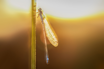 <i class='fa fa-user'></i>&nbsp;Niek Goossen&nbsp;|  Lantaarntje&nbsp; <i class='fa fa-eye'>&nbsp;50</i> &nbsp; <i class='fa fa-comment-o'>&nbsp;2</i>