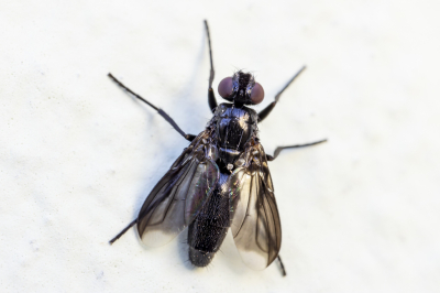 <i class='fa fa-user'></i>&nbsp;Martin Verbeeten&nbsp;|  Zwarte Pissebedvlieg&nbsp; <i class='fa fa-eye'>&nbsp;41</i> &nbsp;<i class='fa fa-thumbs-up'>&nbsp;1</i> &nbsp; <i class='fa fa-comment-o'>&nbsp;1</i>