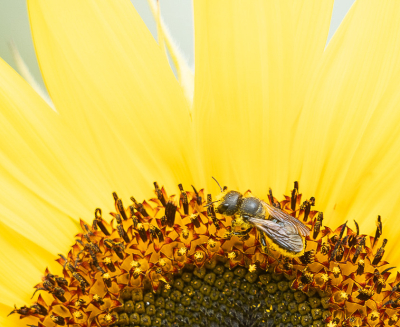 <i class='fa fa-user'></i>&nbsp;Truus Aletta Maan&nbsp;|  Zwartbronzen Houtmetselbij&nbsp; <i class='fa fa-eye'>&nbsp;45</i> &nbsp; <i class='fa fa-comment-o'>&nbsp;2</i>