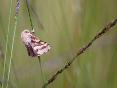 <i class='fa fa-user'></i>&nbsp;Pieter  LJ&nbsp;|  Heideringelrups&nbsp; <i class='fa fa-eye'>&nbsp;58</i> &nbsp; <i class='fa fa-comment-o'>&nbsp;3</i>