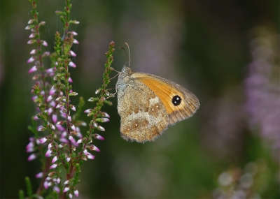 <i class='fa fa-user'></i>&nbsp;Jurgen Maassen&nbsp;|  Oranje Zandoogje&nbsp; <i class='fa fa-eye'>&nbsp;68</i> &nbsp;<i class='fa fa-thumbs-up'>&nbsp;5</i> &nbsp; <i class='fa fa-comment-o'>&nbsp;6</i>