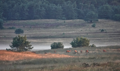 <i class='fa fa-user'></i>&nbsp;nelappelmelk&nbsp;|  Landschap met edelherten&nbsp; <i class='fa fa-eye'>&nbsp;103</i> &nbsp;<i class='fa fa-thumbs-up'>&nbsp;2</i> &nbsp; <i class='fa fa-comment-o'>&nbsp;9</i>